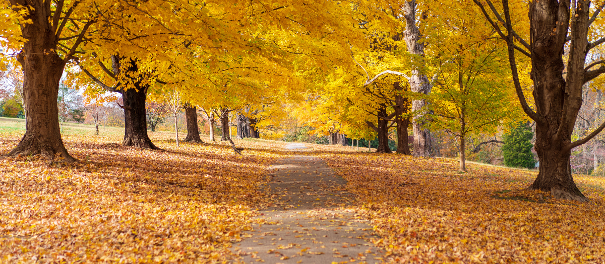 Navigating the Fall 2026 Allergy Season with Ease