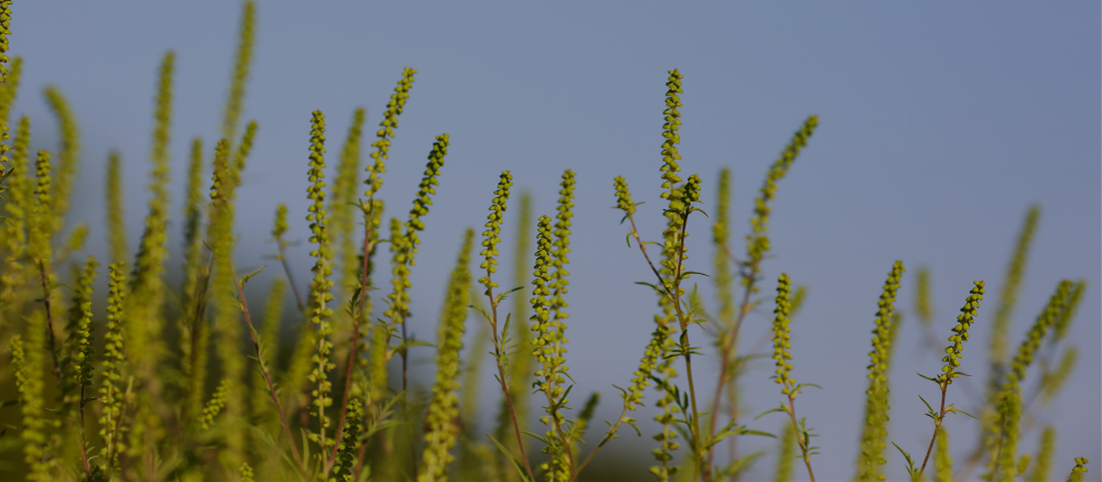 Everything You Need to Know for Ragweed Allergy Season in the Carolinas